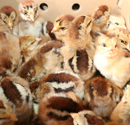 �������������