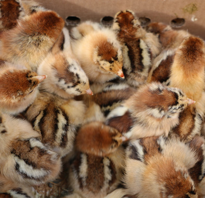 �V���S��882