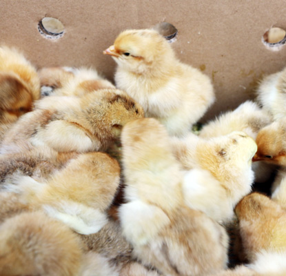 �Ϻ��S�u��