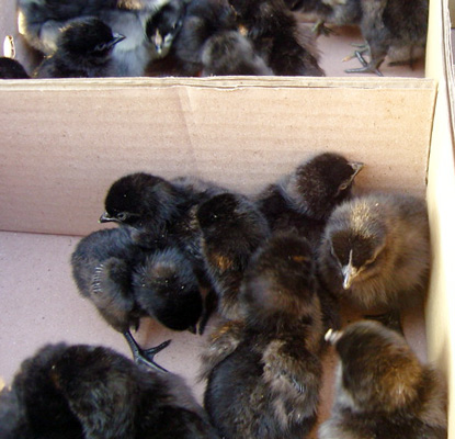 �G�����u�u��